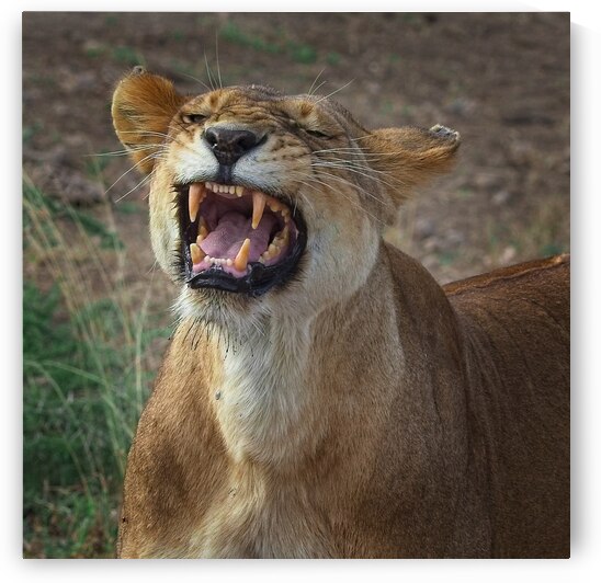 Roar of the Wild by Chirag Pandya