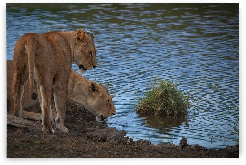 Waterfront Curiosity by Chirag Pandya