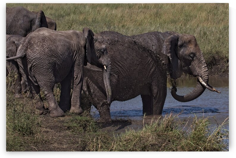 Mud Bath Joy by Chirag Pandya