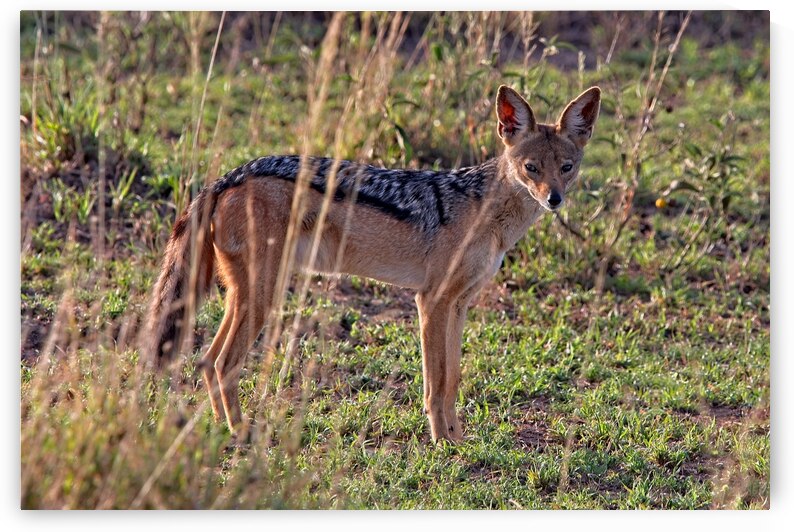 Silent Watcher of the Plains by Chirag Pandya