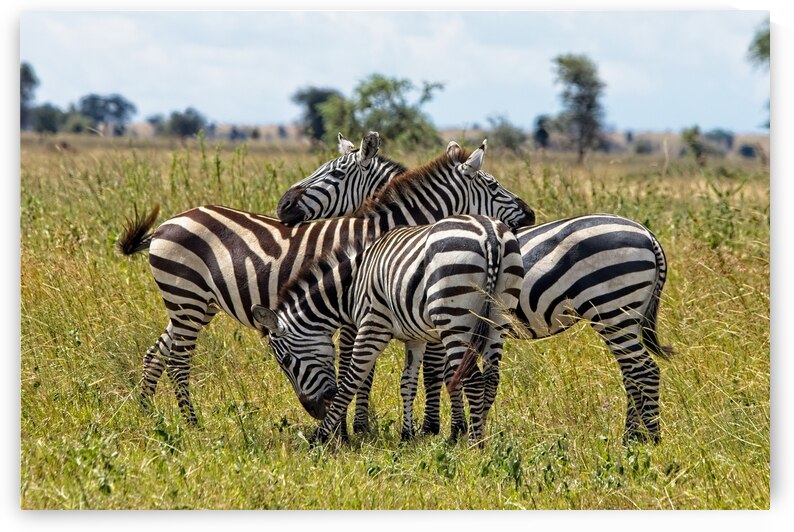 Striped Harmony by Chirag Pandya