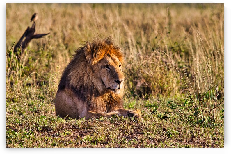 Majestic Morning King by Chirag Pandya