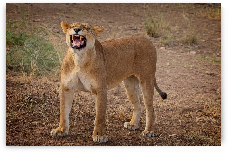 Roar of the Morning by Chirag Pandya