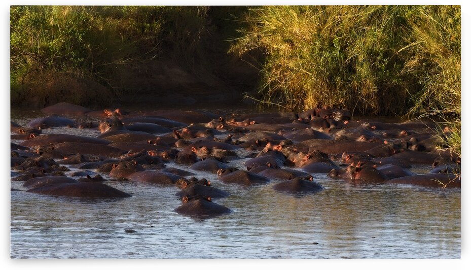 The Hippo Crowd by Chirag Pandya