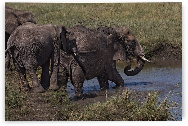 Mud Bath Ritual by Chirag Pandya