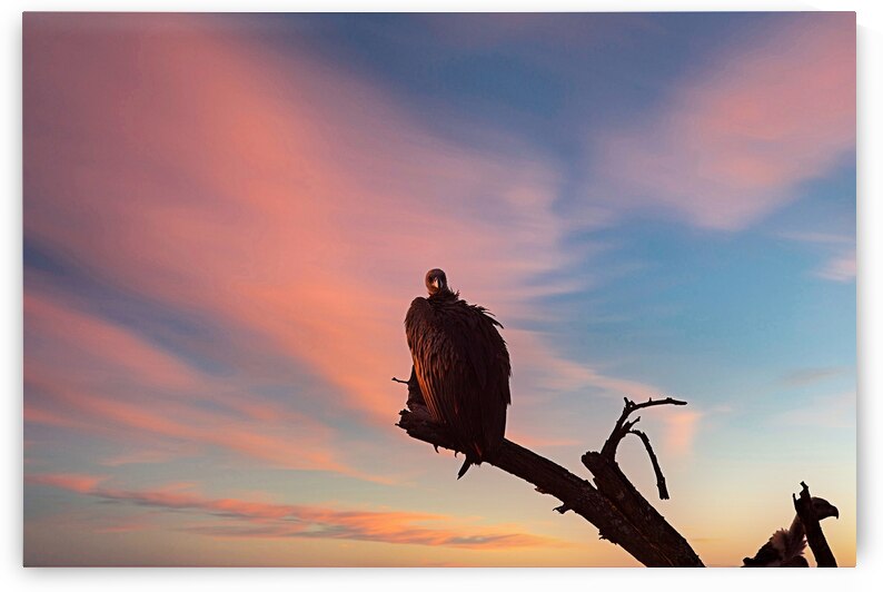 Sky Watcher by Chirag Pandya