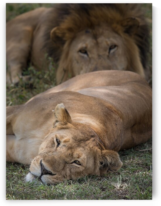 Royal Rest by Chirag Pandya