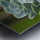 Succulent Rosettes Impression metal