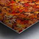 Autumn’s Golden Standout Metal print