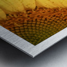Sunflower Glow Impression metal