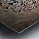 Cheetah Walk Metal print