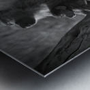 Baboons in Morning Light Impression metal