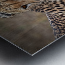 Cheetah Portrait Metal print