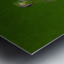 Glass Frog on Leaf Metal print