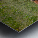 Cheetah Siblings at Rest Impression metal