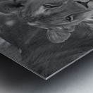 Sisters of the Savannah Impression metal