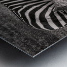 Zebras at Rest Impression metal