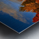 Golden Hour in the Treetops Metal print