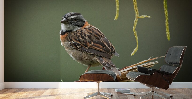 Perched in the Green Mist Wall Murals