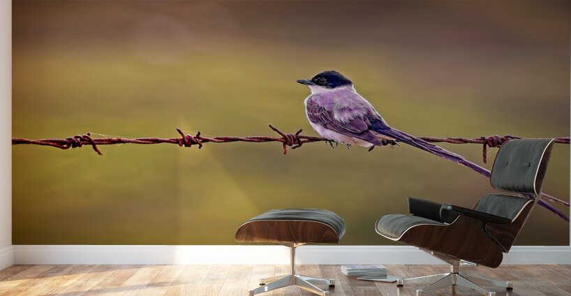 Feathered Sunset Wall Murals