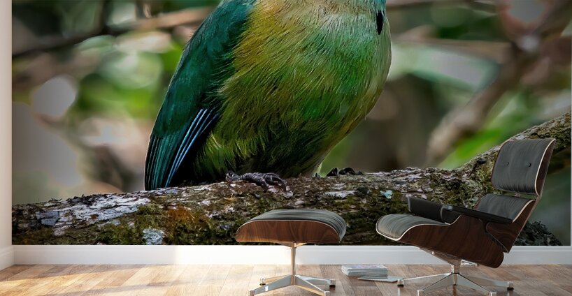 Jungle Jewel Wall Murals