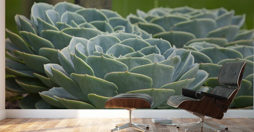 Succulent Rosettes Wall Murals