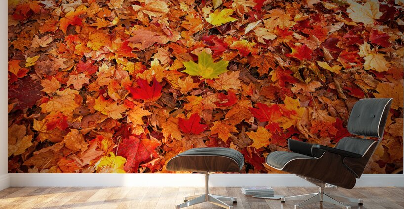 Autumn’s Golden Standout Wall Murals