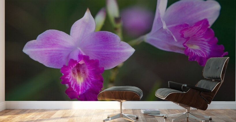 Purple Orchid Pair Wall Murals