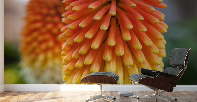 Fire Dance Bloom Wall Murals