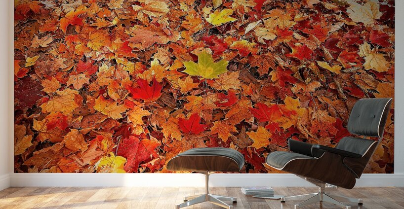 Autumn Carpet Wall Murals