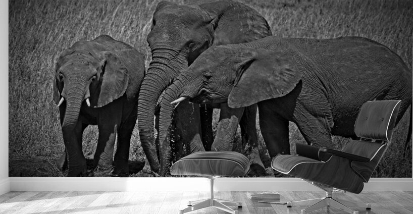 Elephants at the Waterhole Wall Murals