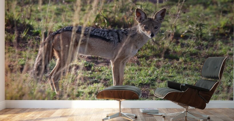 Black-Backed Jackal Wall Murals