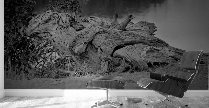 Nature’s Driftwood Sculpture Wall Murals