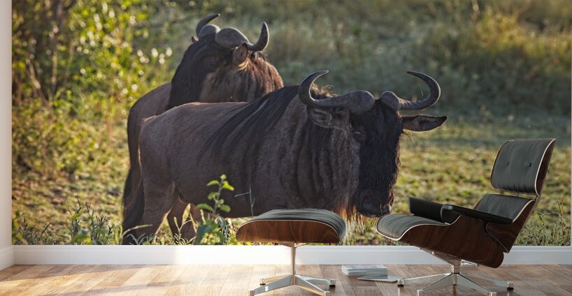 Wildebeest Pair Wall Murals