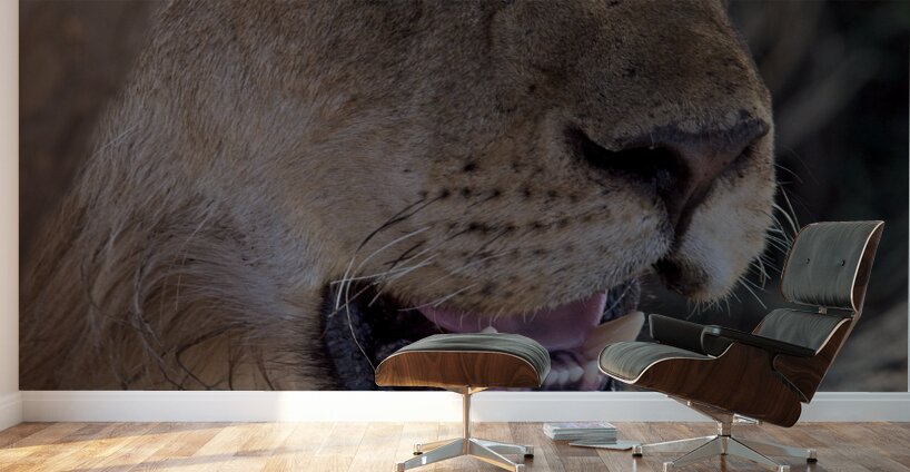 Close Look Wall Murals