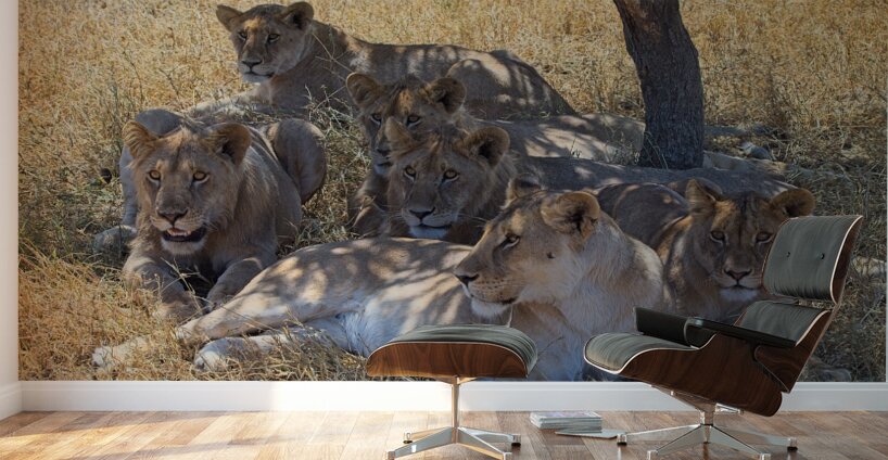 Pride at Rest Wall Murals