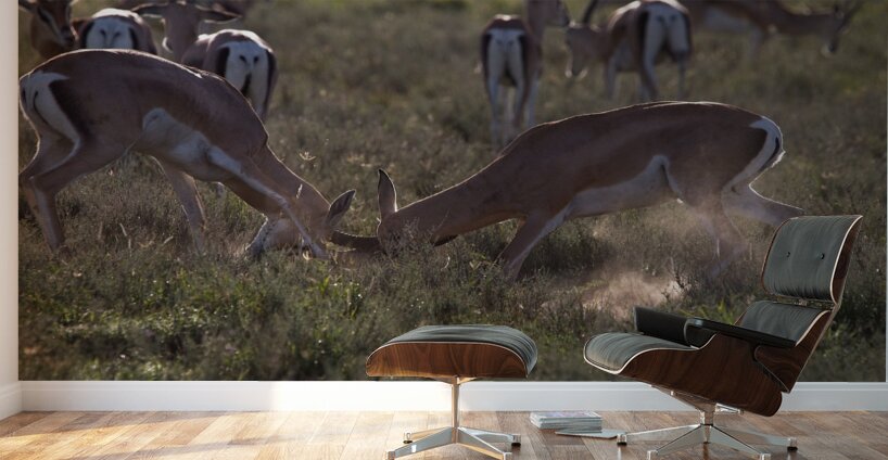 Impala Clash Wall Murals