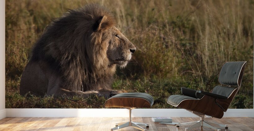 Lion in Evening Light Wall Murals