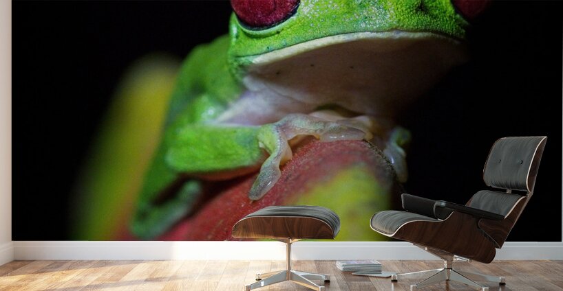 Red-Eyed Tree Frog Wall Murals