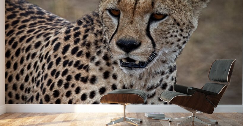 Cheetah Portrait Wall Murals