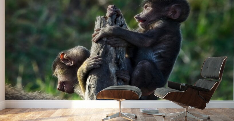 Baboons youth Wall Murals