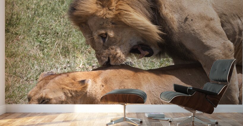 The Lions Claim Wall Murals