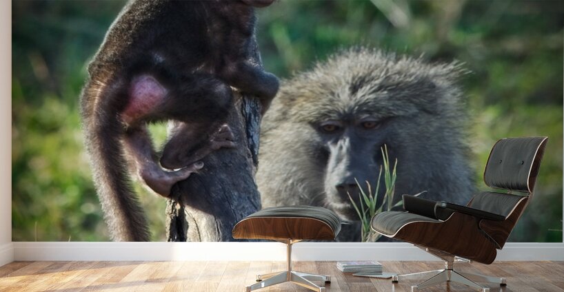 Little Leader Wall Murals