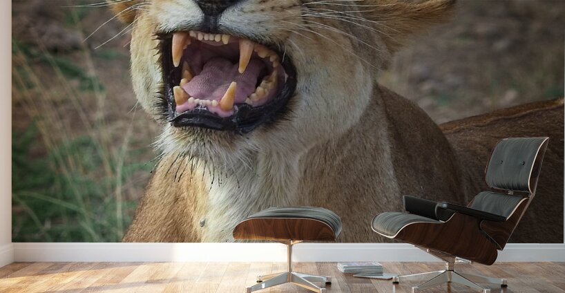 Roar of the Wild Wall Murals