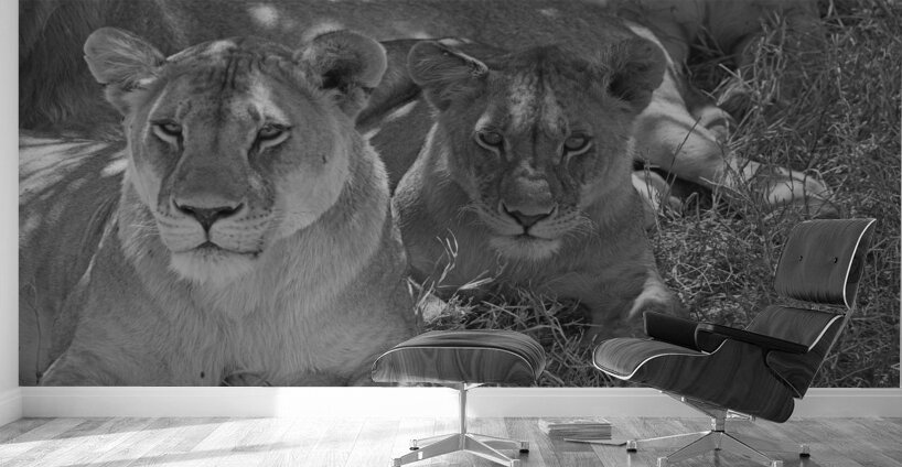 Sisters of the Savannah Wall Murals