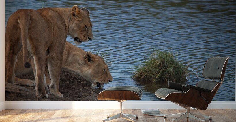 Waterfront Curiosity Wall Murals