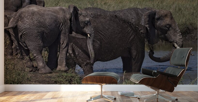 Mud Bath Joy Wall Murals