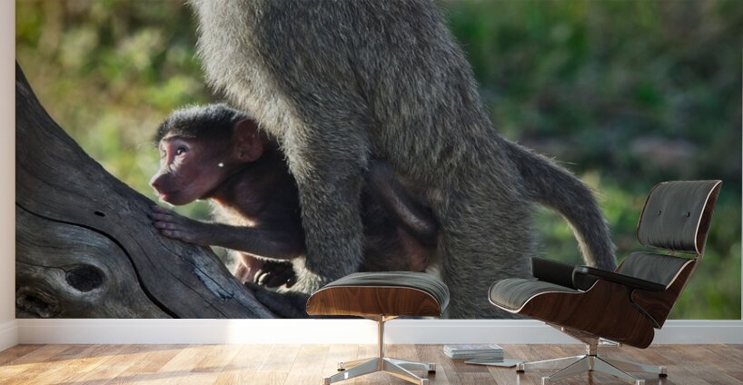 Mother’s Hold Wall Murals