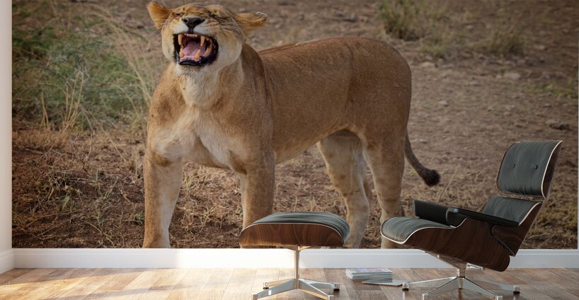 Roar of the Morning Wall Murals