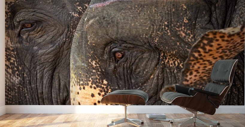 Ancient Companions Wall Murals